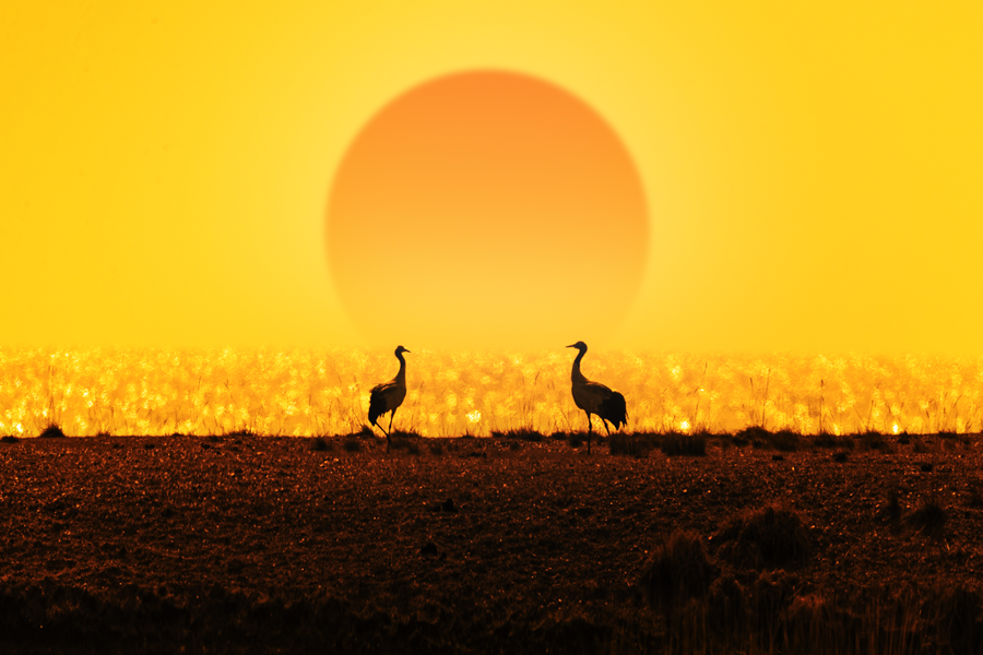 “雪山大地·影像季”参赛作品展（二十）