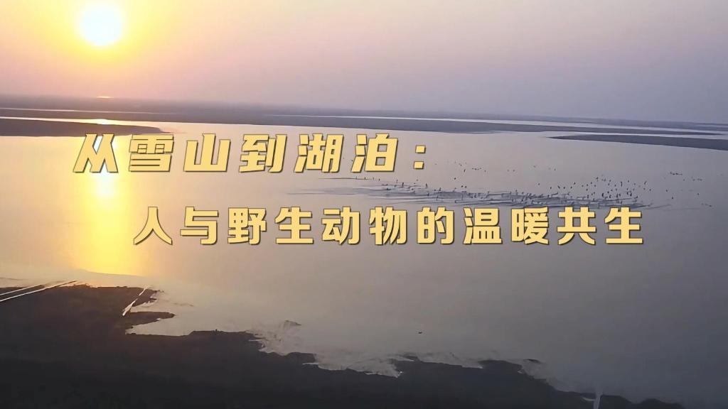 新華視點(diǎn)｜從雪山到湖泊：人與野生動(dòng)物的溫暖共生