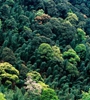 青海省持續(xù)開(kāi)展大規(guī)模造林，國(guó)土綠化面積進(jìn)一步擴(kuò)大，省東部地區(qū)森林覆蓋率達(dá)32%高于全國(guó)平均水平
