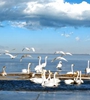 碧水蕩漾、海天一色，青海湖是游客追隨的最美湖泊，湖水周?chē)滩萸嗲啵B(niǎo)飛舞、青海湖生態(tài)環(huán)境越來(lái)越好。