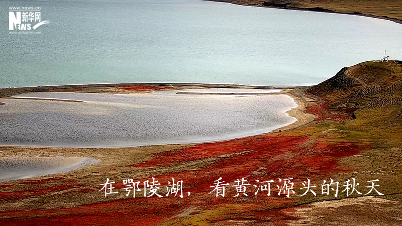 三江源慢直播丨在鄂陵湖，看黃河源頭的秋天