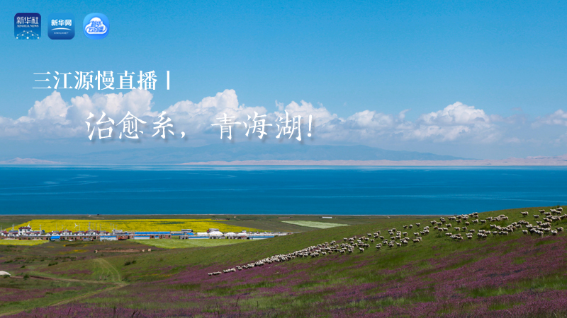三江源慢直播丨治愈系，青海湖！